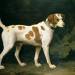 Portrait of a Hound belonging to William Pitt, 1st Earl of Chatham